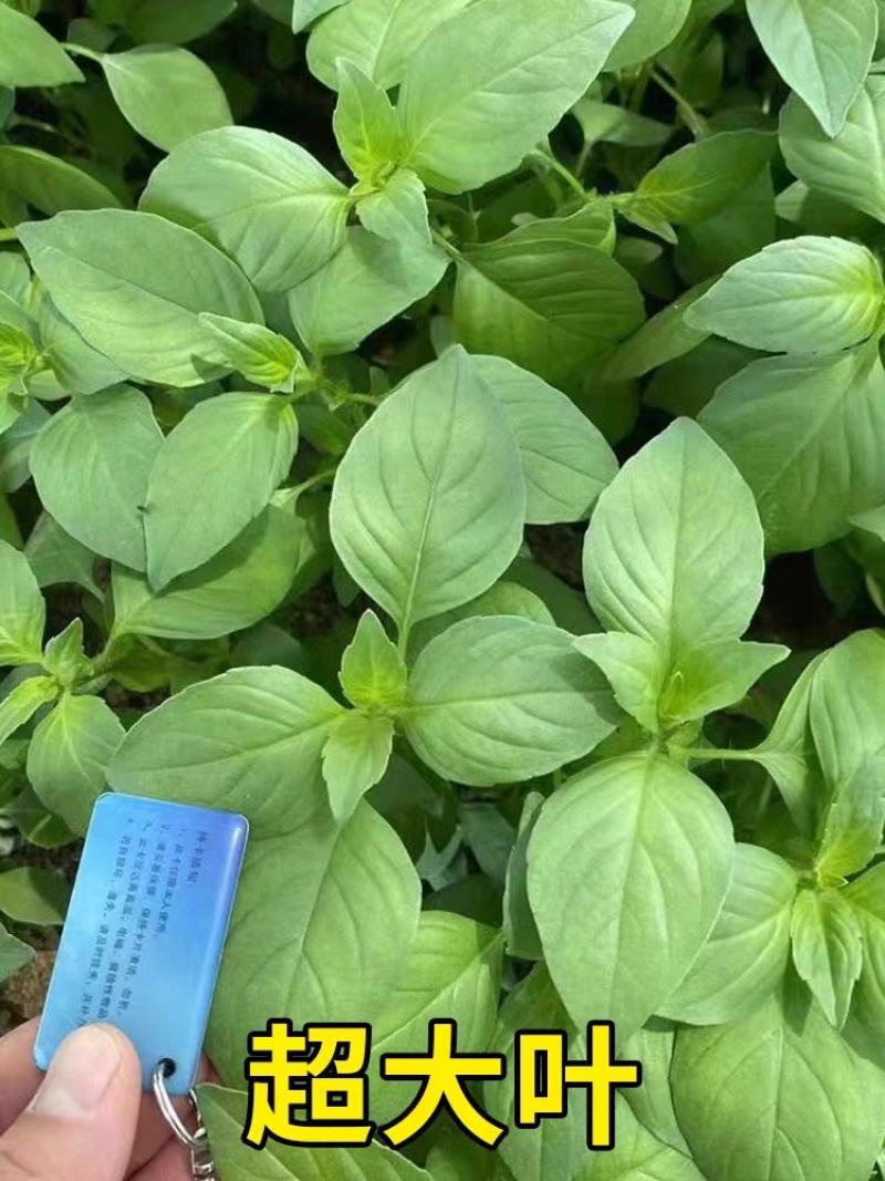大叶荊芥种子，耐热、抗病、适应性强，全国各地均可种植。