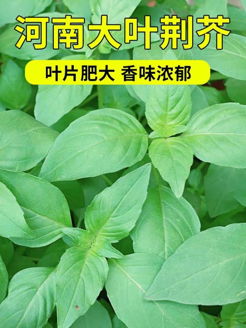 大叶荊芥种子，耐热、抗病、适应性强，全国各地均可种植。