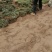 玉龙草地苗