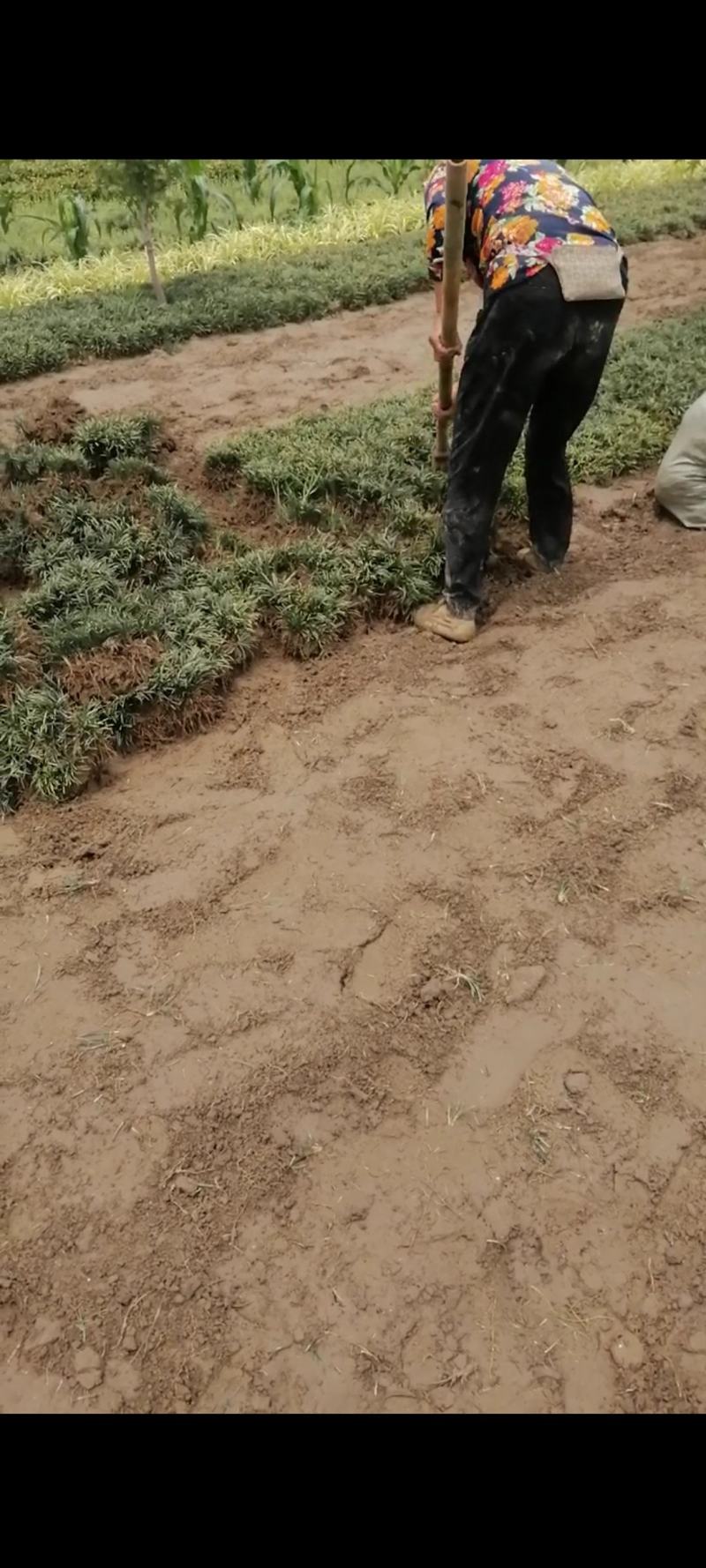 玉龙草地苗