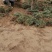玉龙草地苗