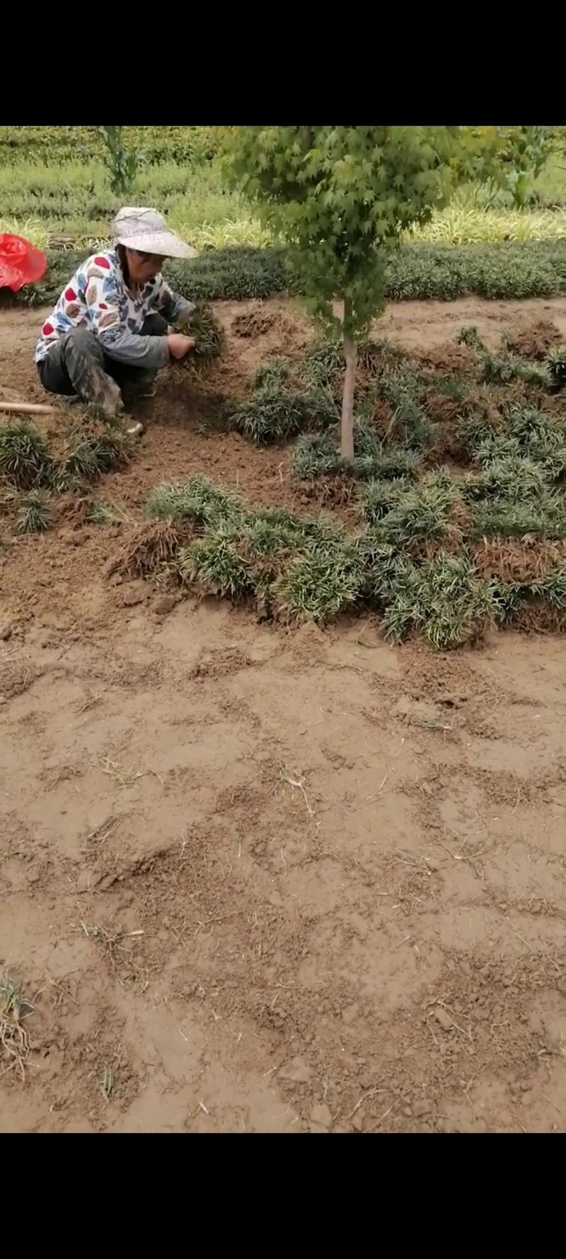 玉龙草地苗