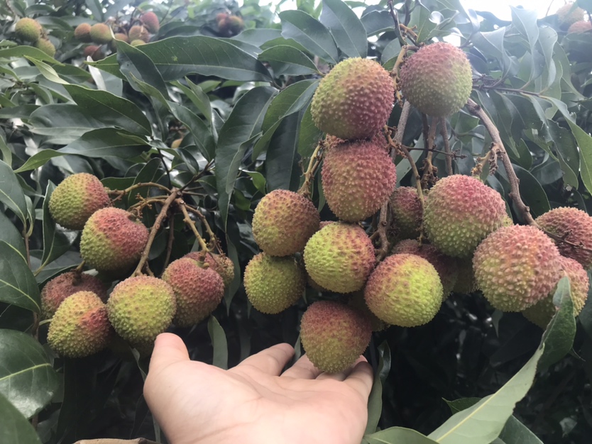 展示一颗成熟饱满的“一品红颜妃子笑”荔枝,果皮呈淡红色与绿色相间,果肉晶莹剔透 “一品红颜妃子笑”荔枝整果特写