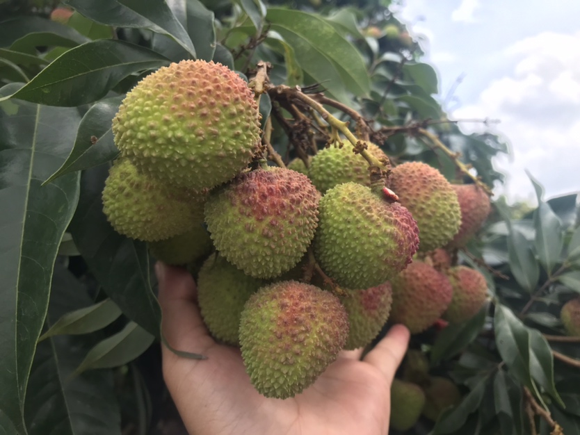 妃子笑荔枝春季萌芽阶段,枝条上新芽初现 妃子笑荔枝春季萌芽阶段
