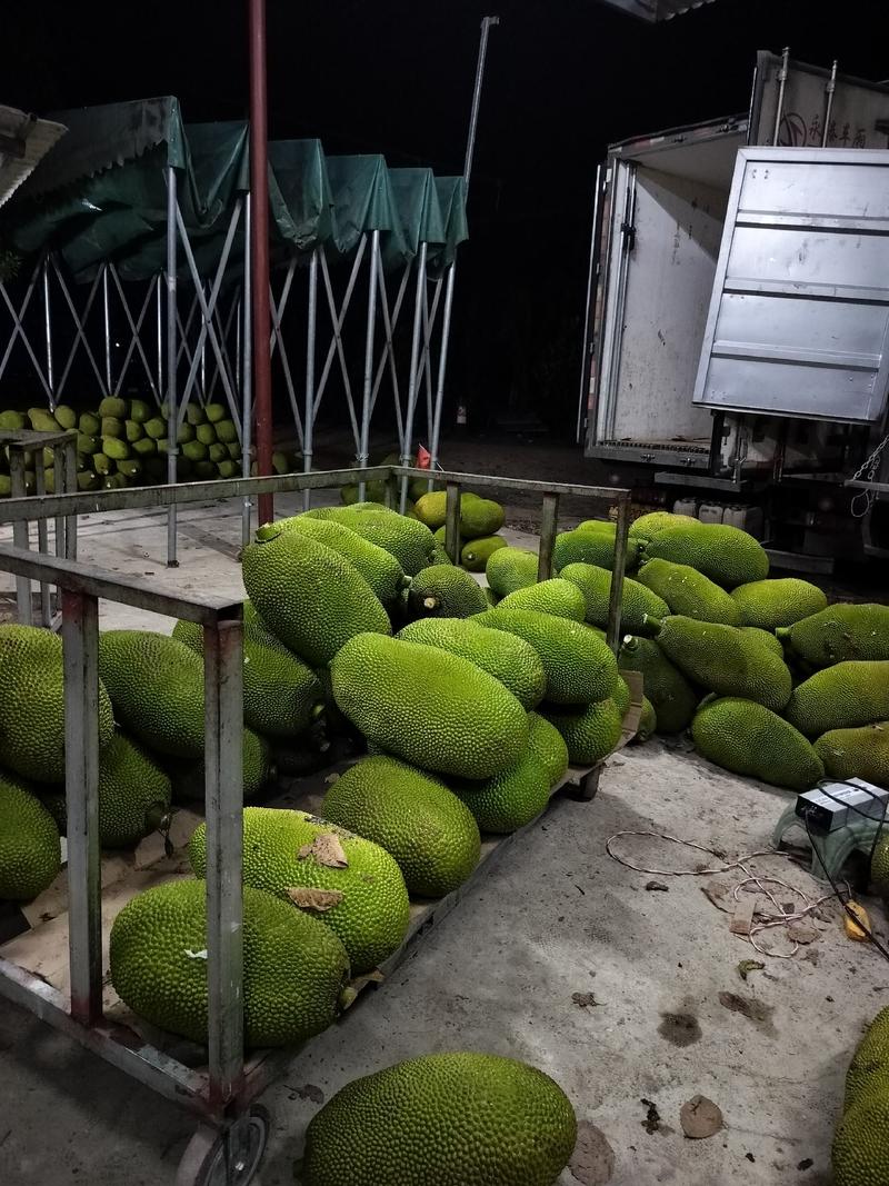 海南菠萝蜜现摘现发大量供应一手货源（包售后）