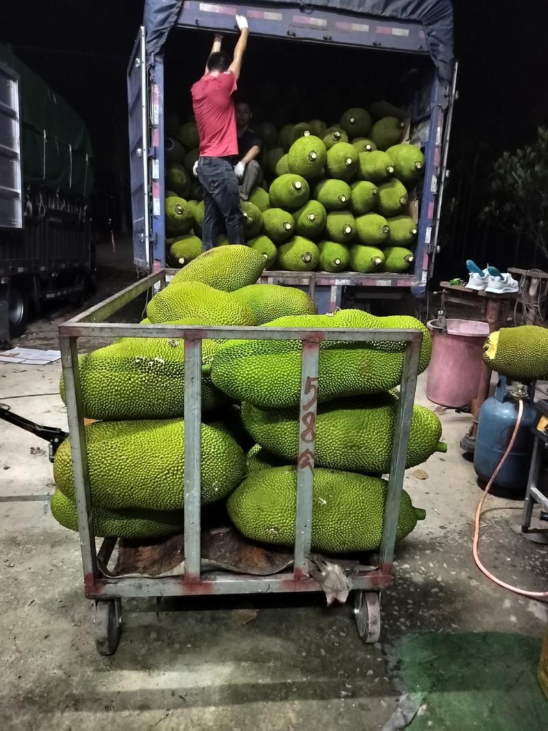海南菠萝蜜现摘现发大量供应一手货源（包售后）
