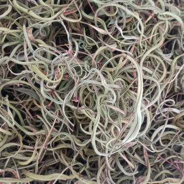 小叶化石草