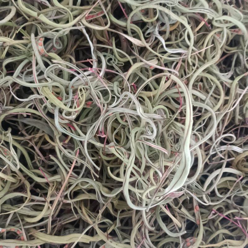 小叶化石草