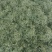 小叶化石草