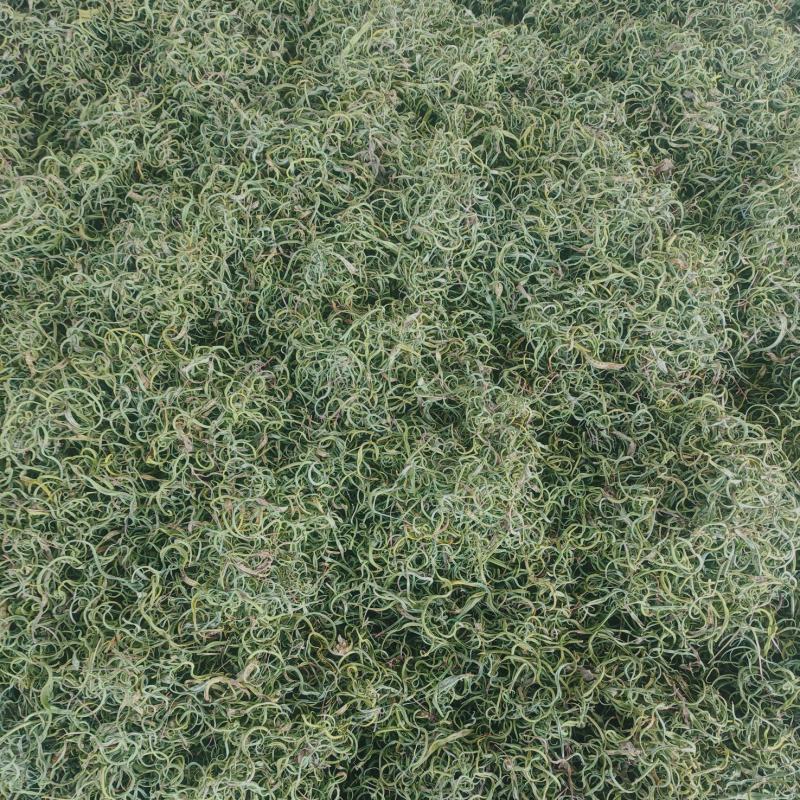 小叶化石草