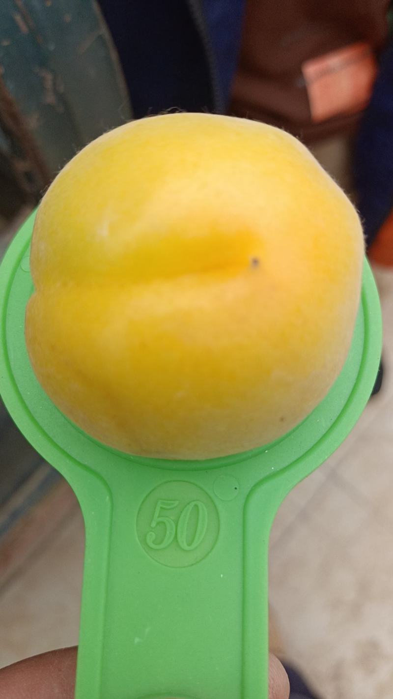 丰园红杏