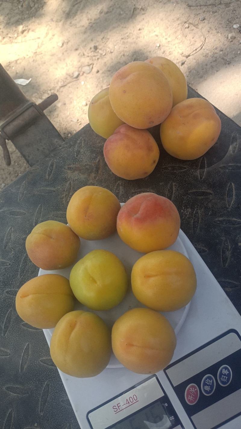 丰园红杏