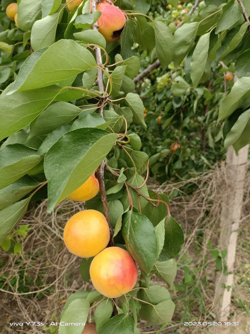 丰园红杏