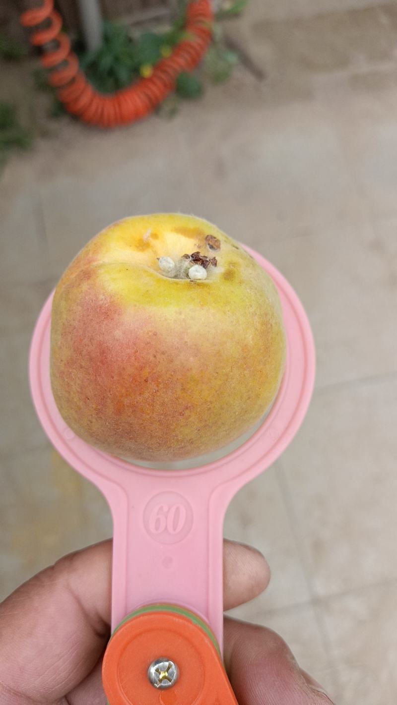 丰园红杏