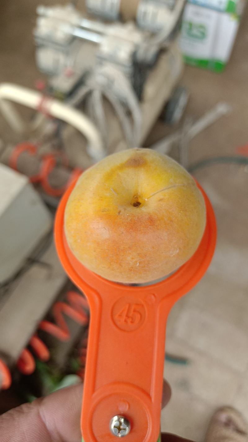 丰园红杏