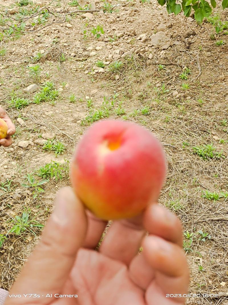 丰园红杏
