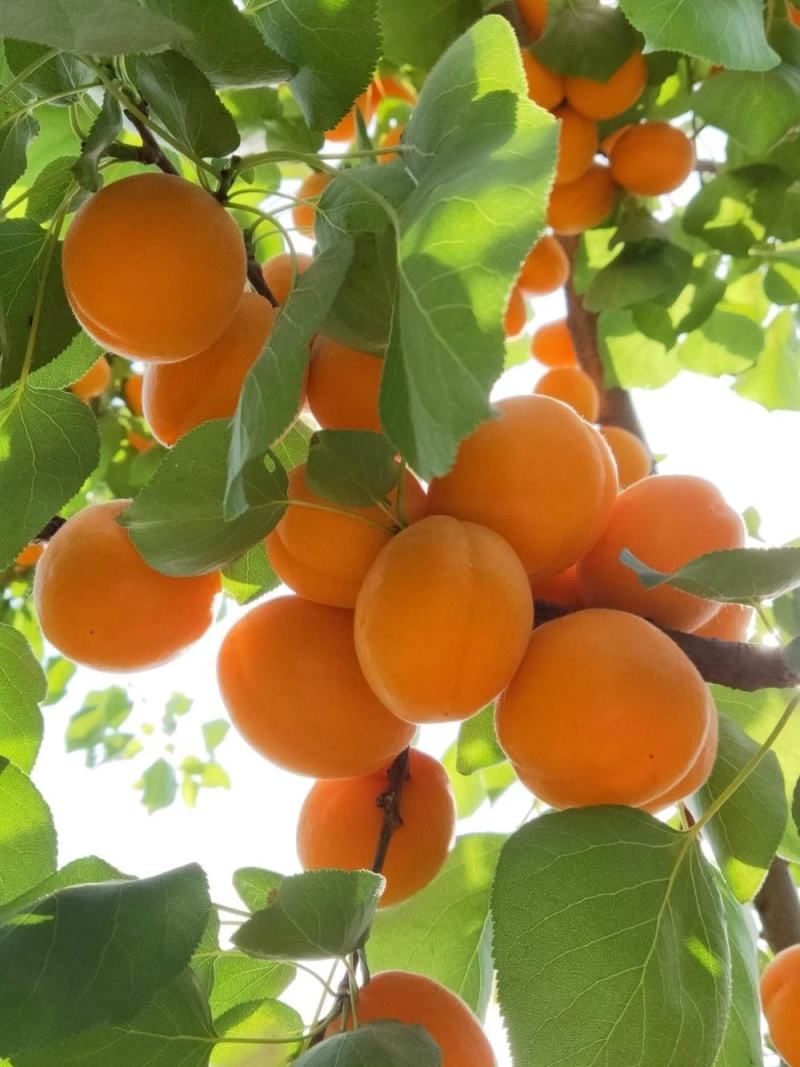 河北金太阳、麦黄、凯特杏大量上市，产地直发，欢迎来扰