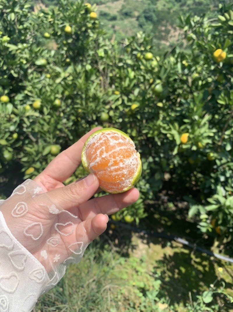 云南早熟蜜橘特早蜜橘产地供应电商欢迎全国朋友来咨询采购