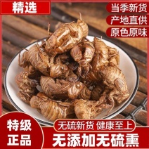 【大量供应】知鸟壳蝉蜕金蝉蜕一手货源价格实惠***