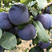 紫琥珀李子黑琥珀李子产地一手货源量大从优欢迎选购