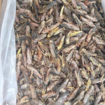 蚂蚱，大量批发。产地直发