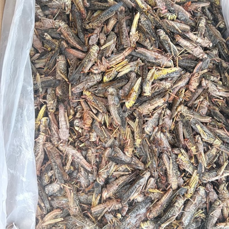 蚂蚱，大量批发。产地直发