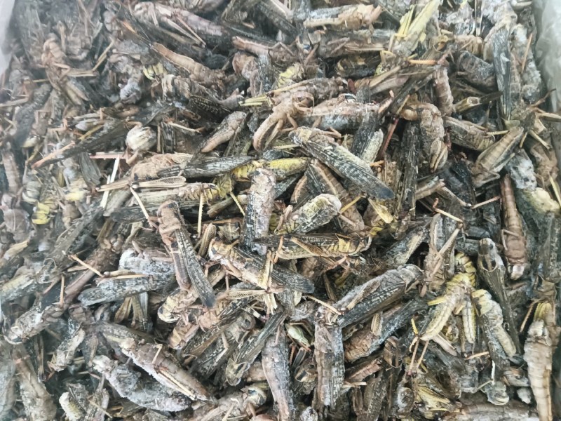 蚂蚱，大量批发。产地直发