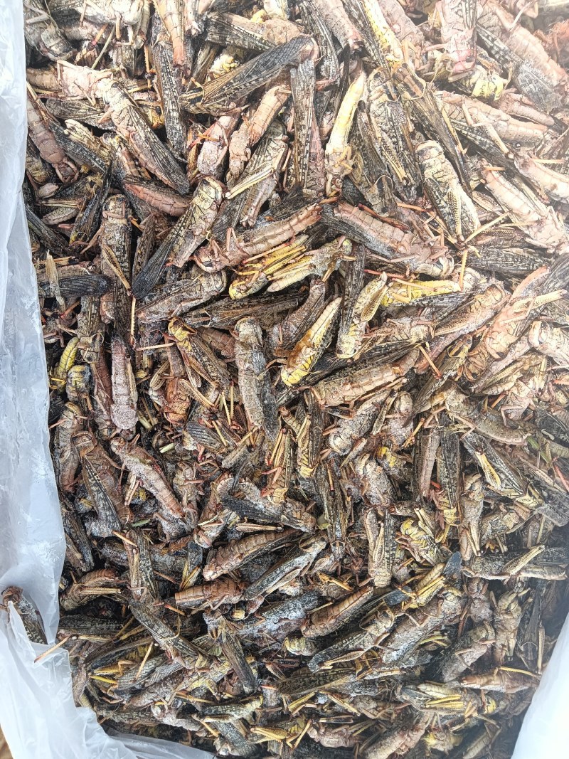 蚂蚱，大量批发。产地直发