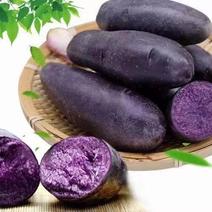 黑美人紫土豆，