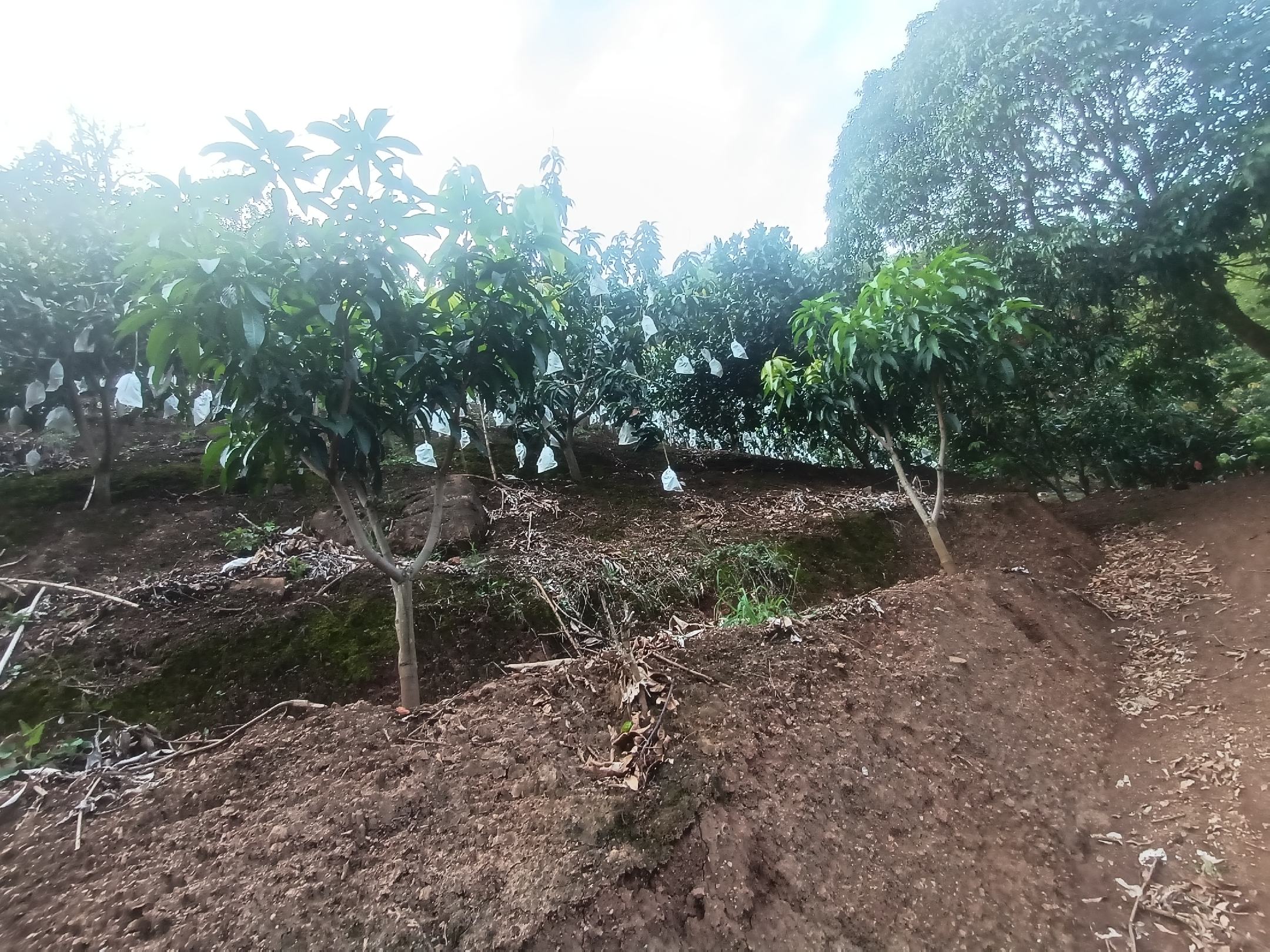 大青芒果园实景图,展示成片绿油油的芒果树和挂满枝头的青芒 新鲜采摘的大青芒果园实景