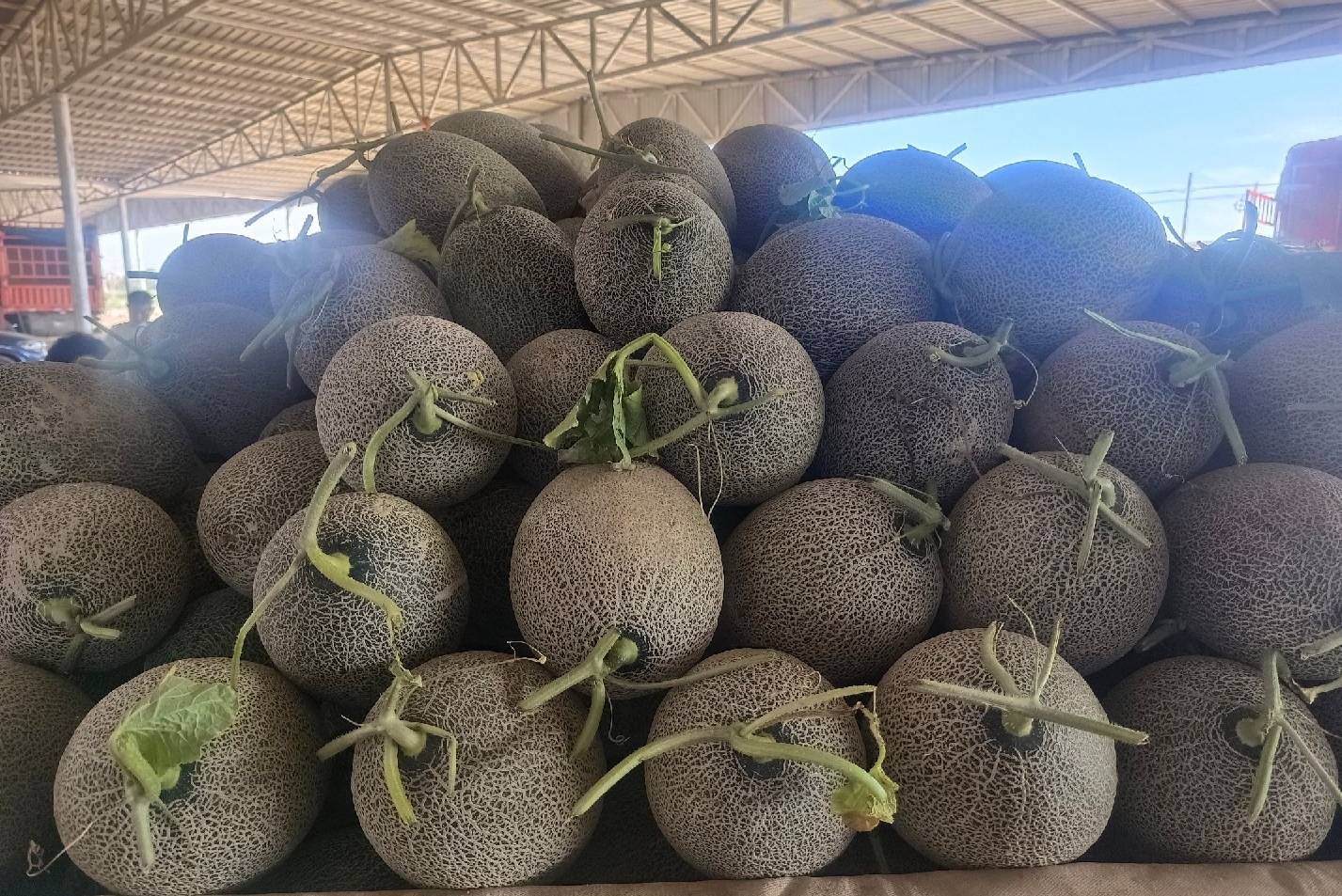 甜王西瓜不同品种对比图