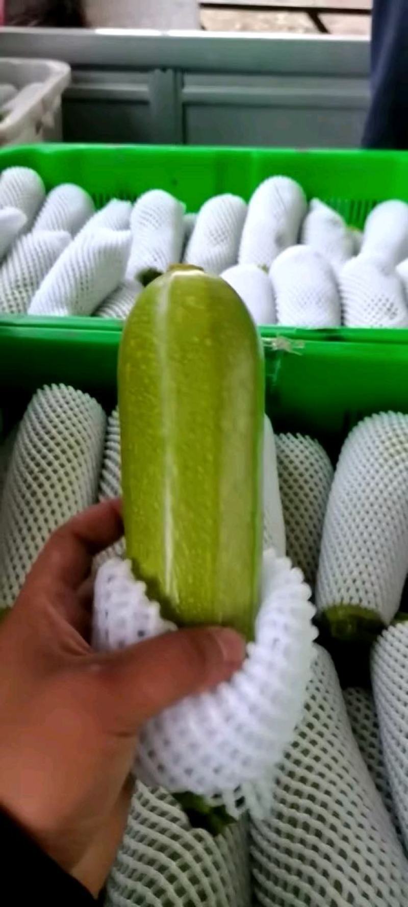 【精品西葫芦】产地直销质量保证量大从优合作共赢