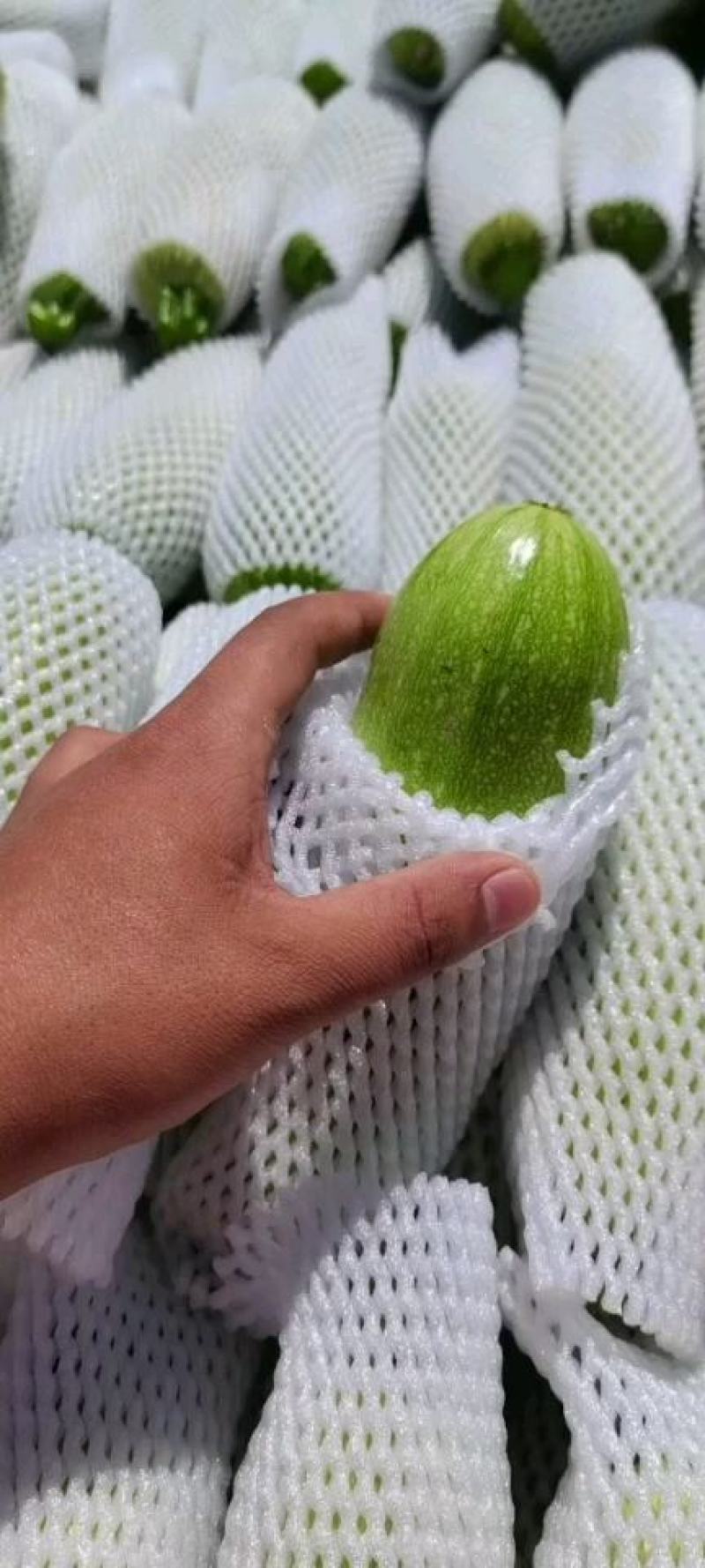 【精品西葫芦】产地直销质量保证量大从优合作共赢