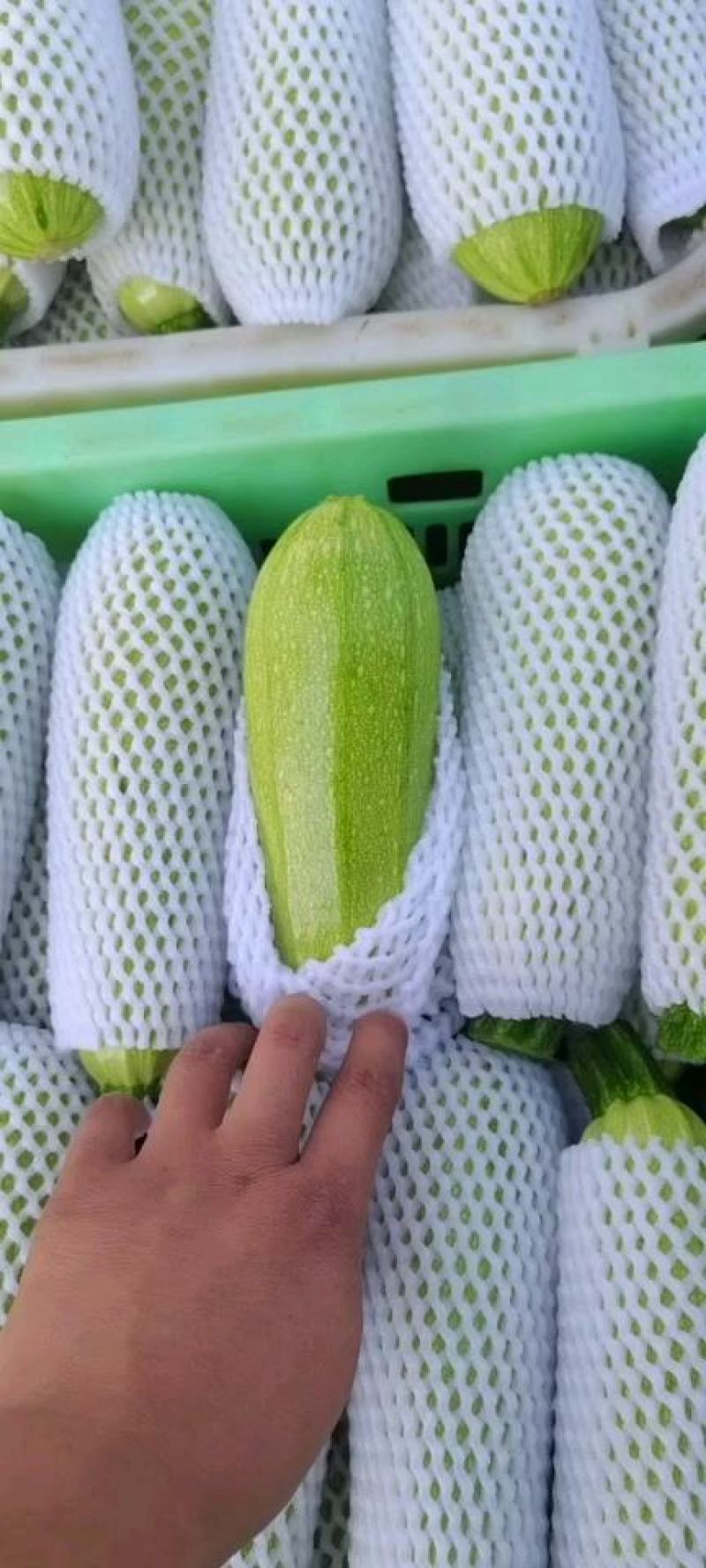 【精品西葫芦】产地直销质量保证量大从优合作共赢