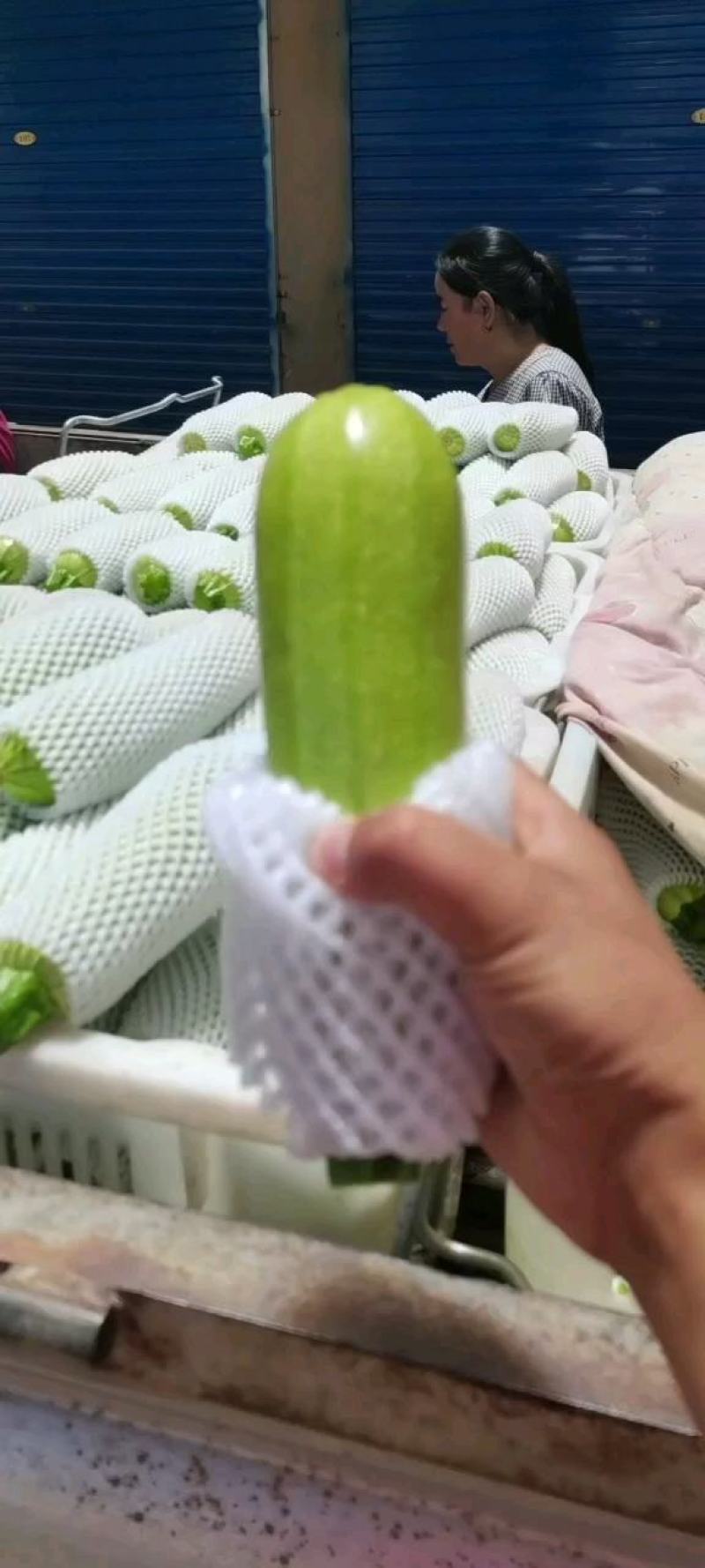 【精品西葫芦】产地直销质量保证量大从优合作共赢
