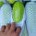 【精品西葫芦】产地直销质量保证量大从优合作共赢
