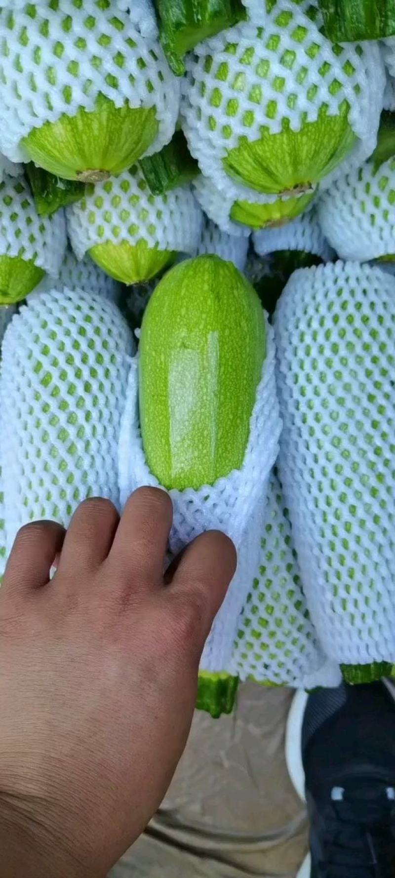 【精品西葫芦】产地直销质量保证量大从优合作共赢