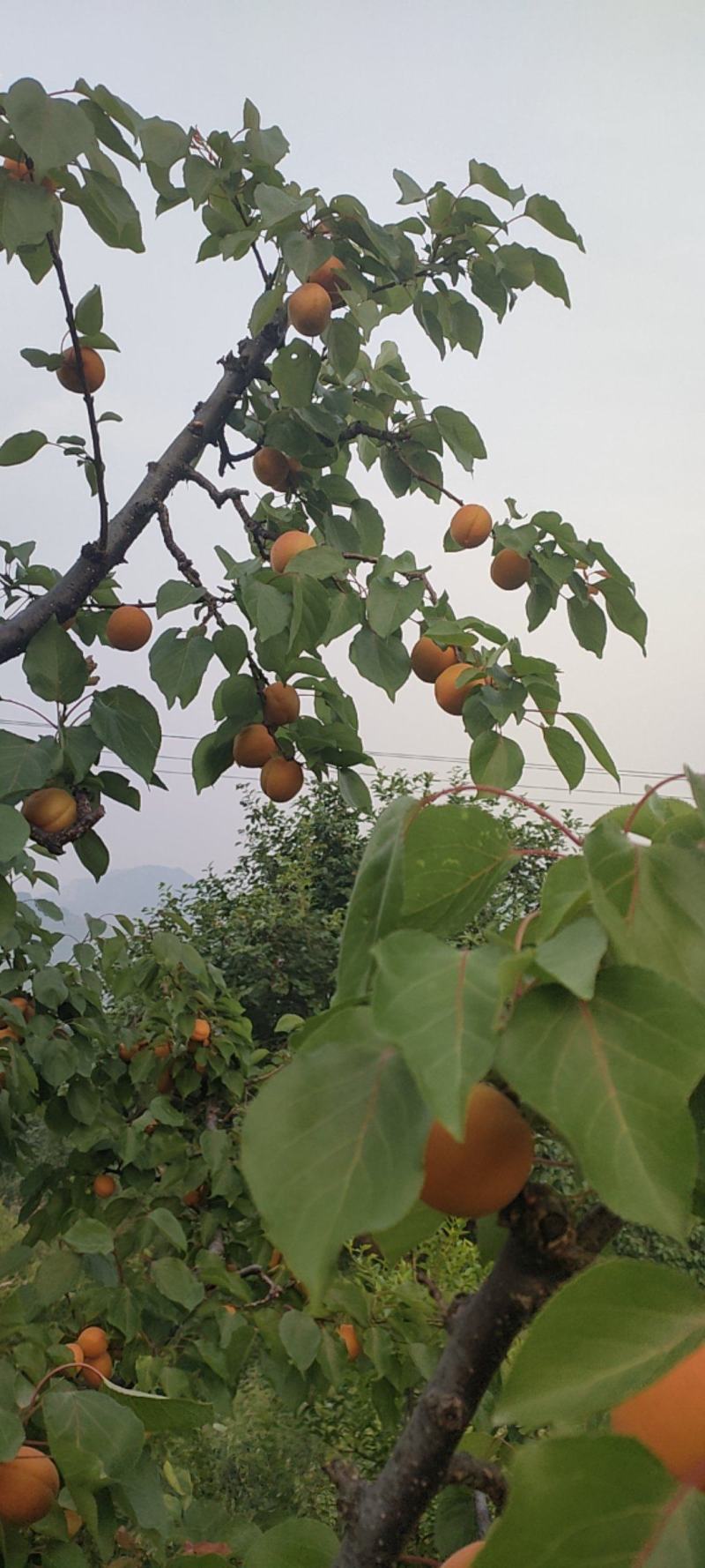 香白杏5月底六月初大量上市有需要的老板联系