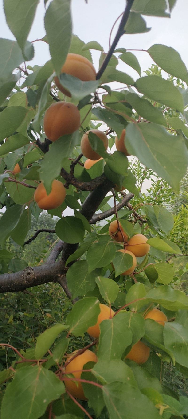 香白杏5月底六月初大量上市有需要的老板联系