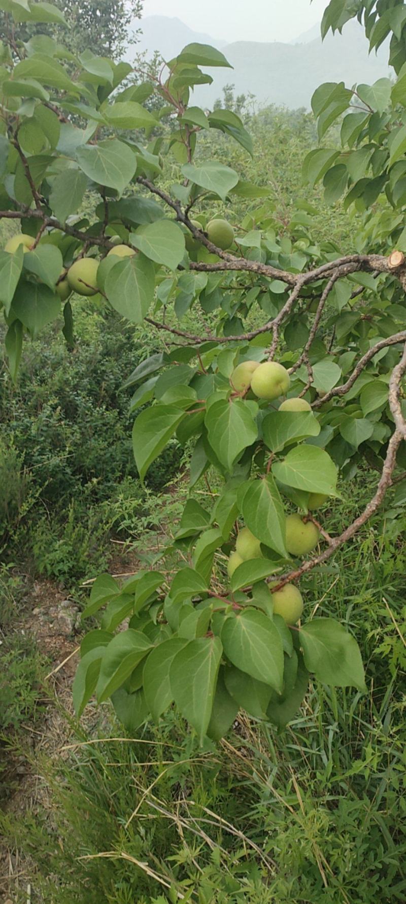 香白杏5月底六月初大量上市有需要的老板联系
