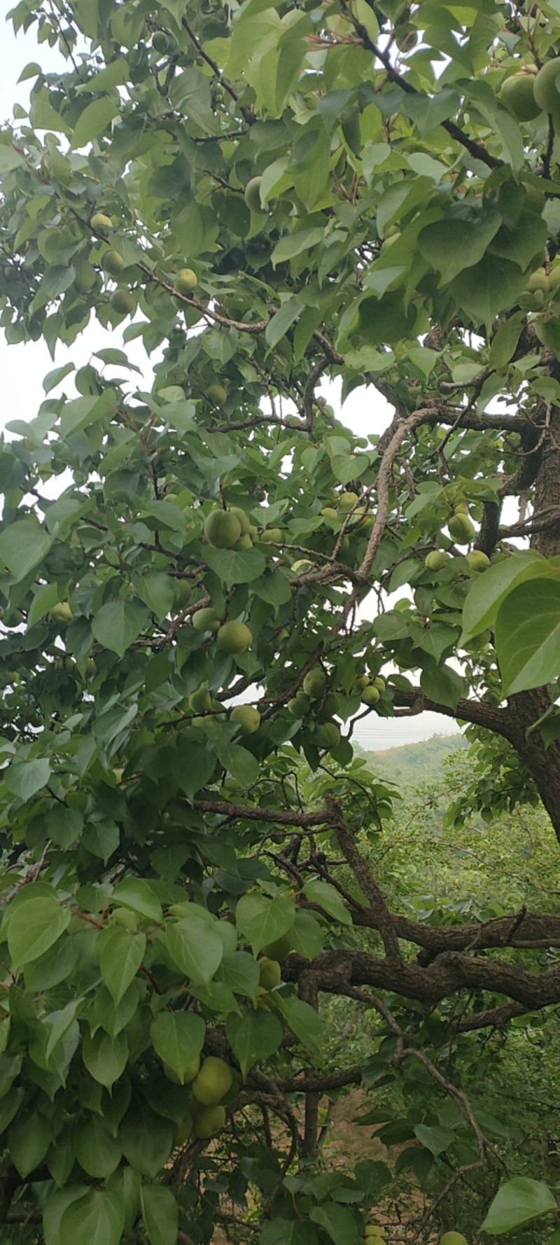 香白杏5月底六月初大量上市有需要的老板联系