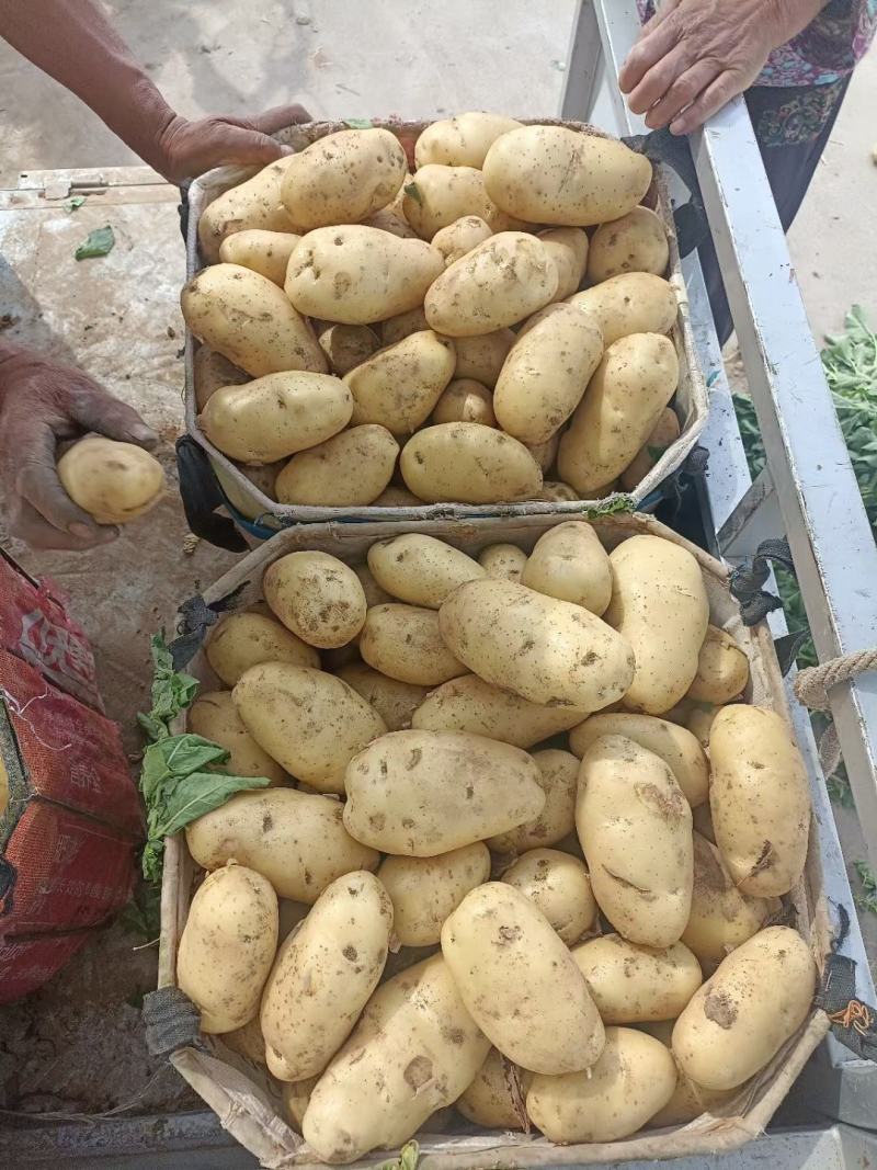 山东陆地鲜土豆荷兰十五质优价廉货源充足