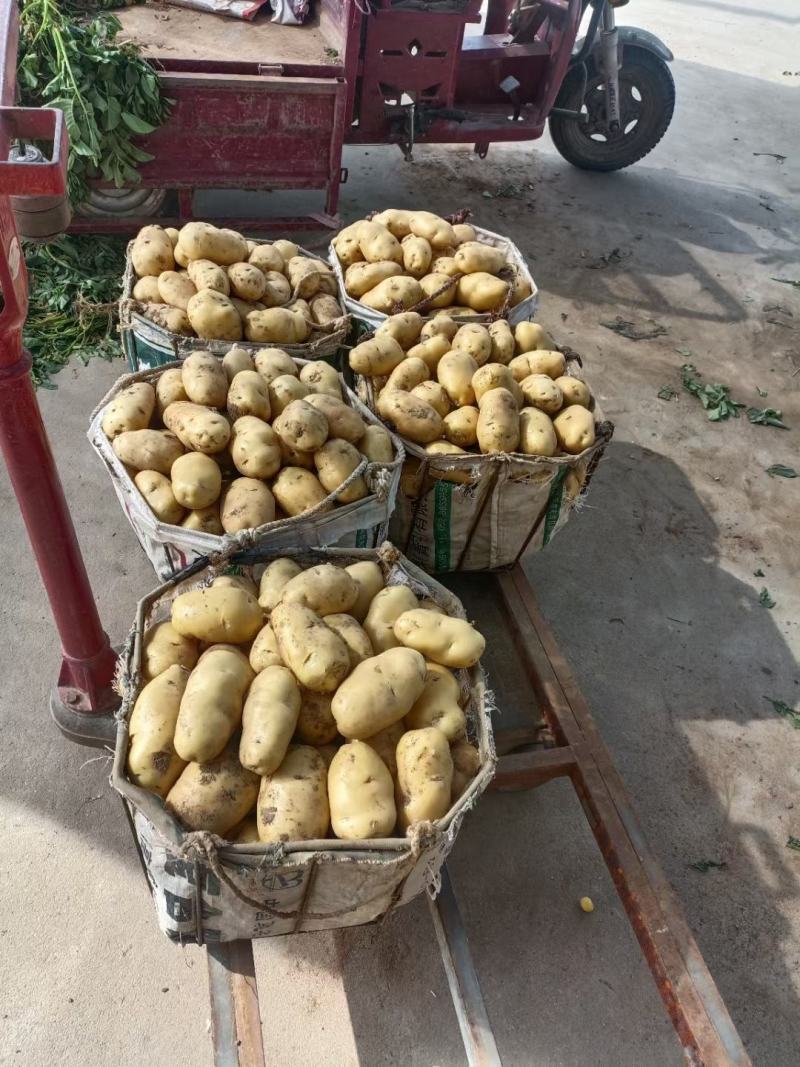 山东陆地鲜土豆荷兰十五质优价廉货源充足
