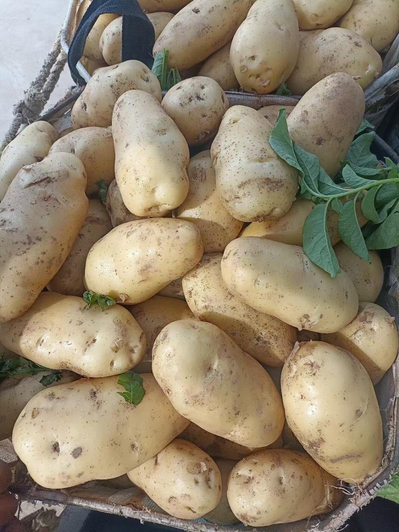 山东陆地鲜土豆荷兰十五质优价廉货源充足