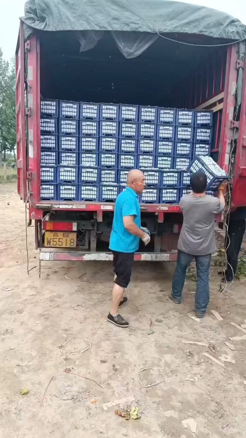 麦黄杏，适合罐头厂，果脯厂，批发，超市，欢迎全国客户随时