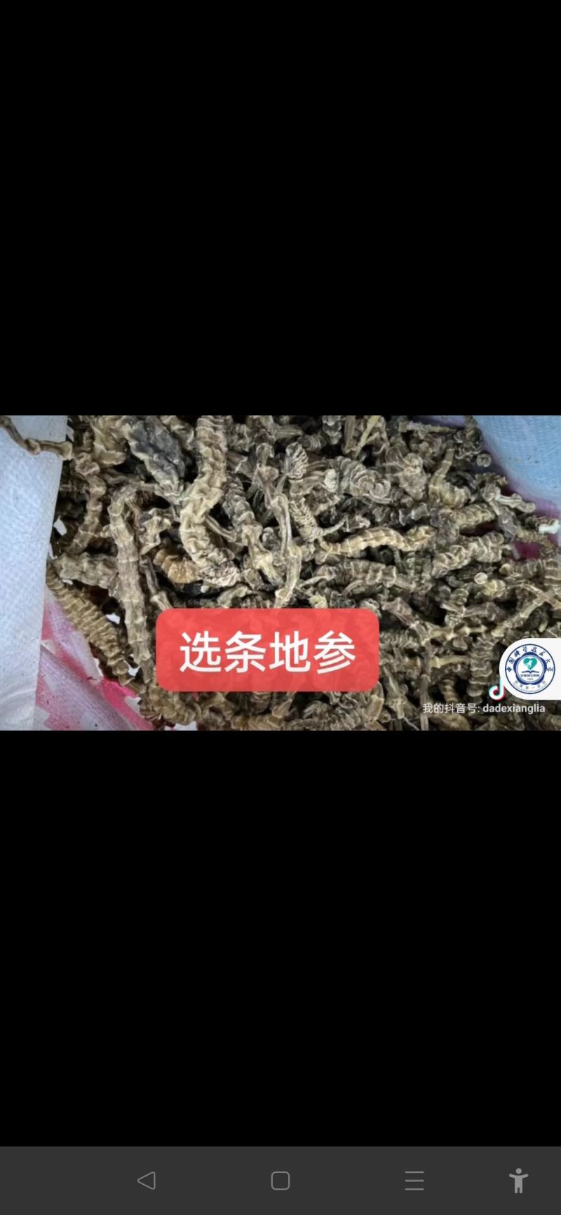 选条地参