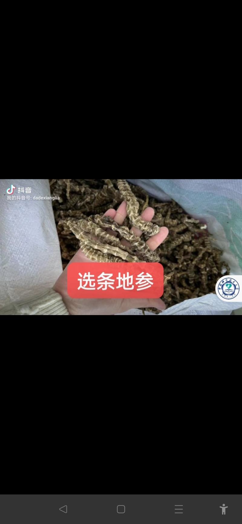 选条地参