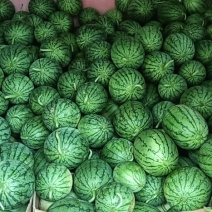 早春红玉