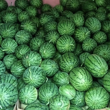 早春红玉