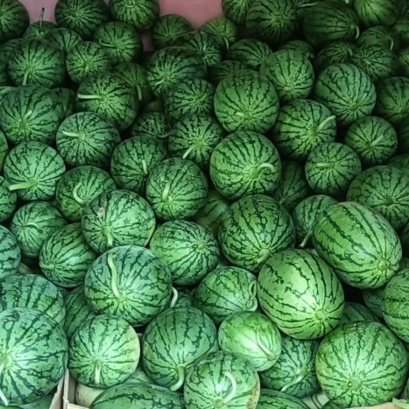 早春红玉